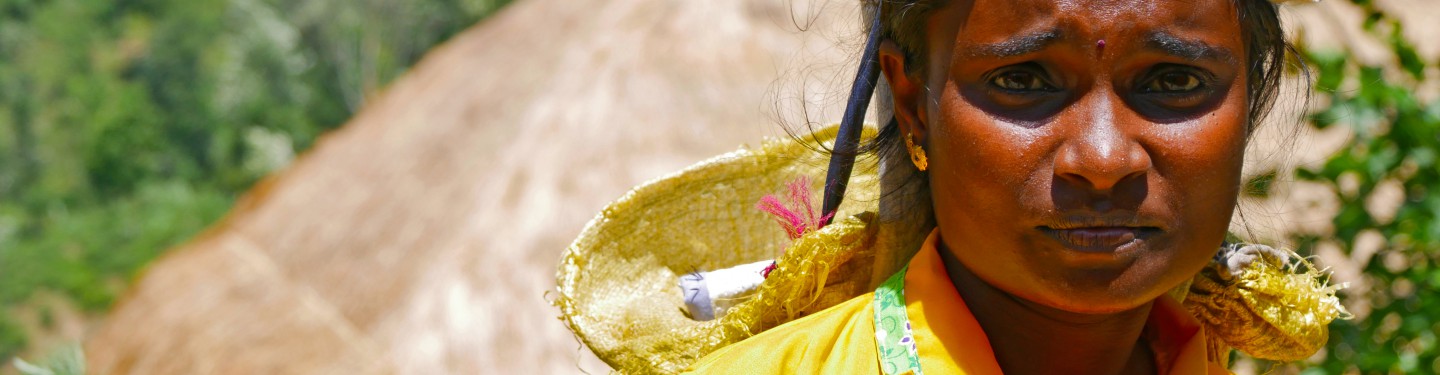 Woman tea picking in Sri Lanka