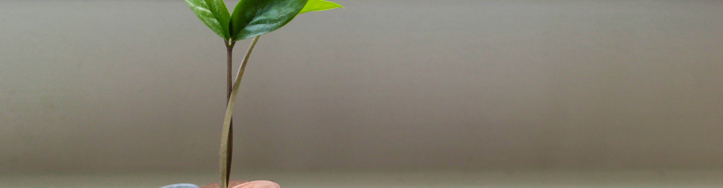 A little plant growing out of coins on the table